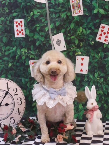 20250430きなこくん